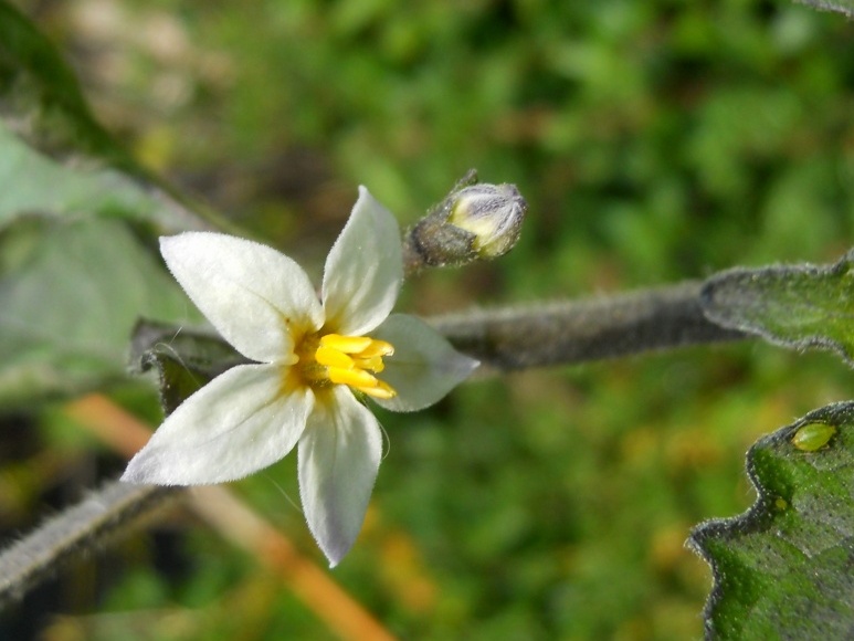 Fiore bianco 2 - Solanum sp.